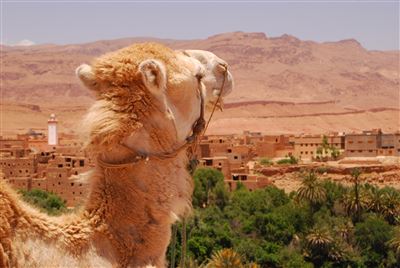 Kamel auf der Straße der Kasbahs